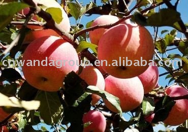  top   red   apple 