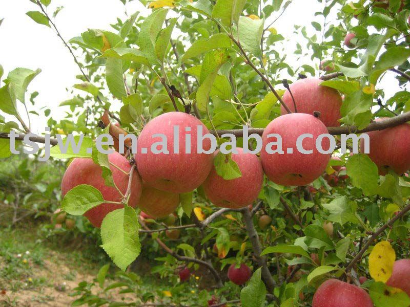  2011   Fuji   apple 