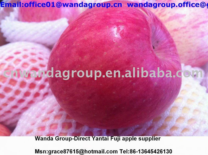 Chinese Yantai fresh red Fuji apple direct supplier for Europe/Australia Market