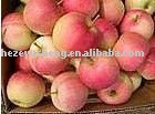 gala apple red delicious apple shanxi shaanxi