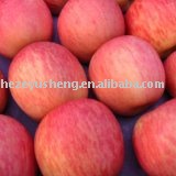 china fresh fuji  apple  carton packaging