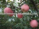 Qingshan  apple