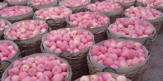 Fresh Fuji Apples