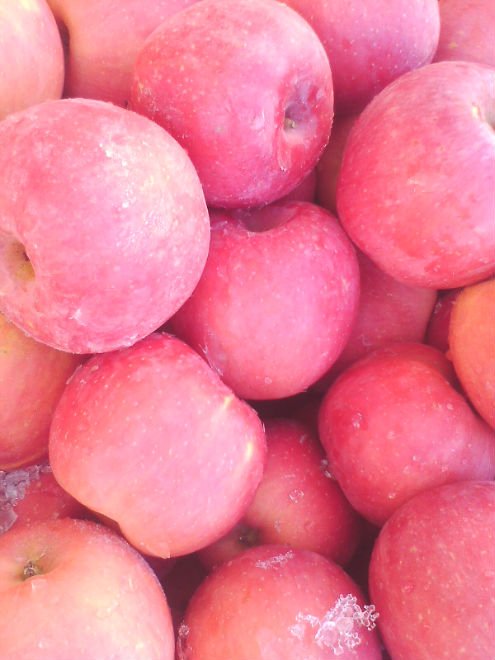 Qixia Fuji Apples