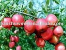 china   apple
