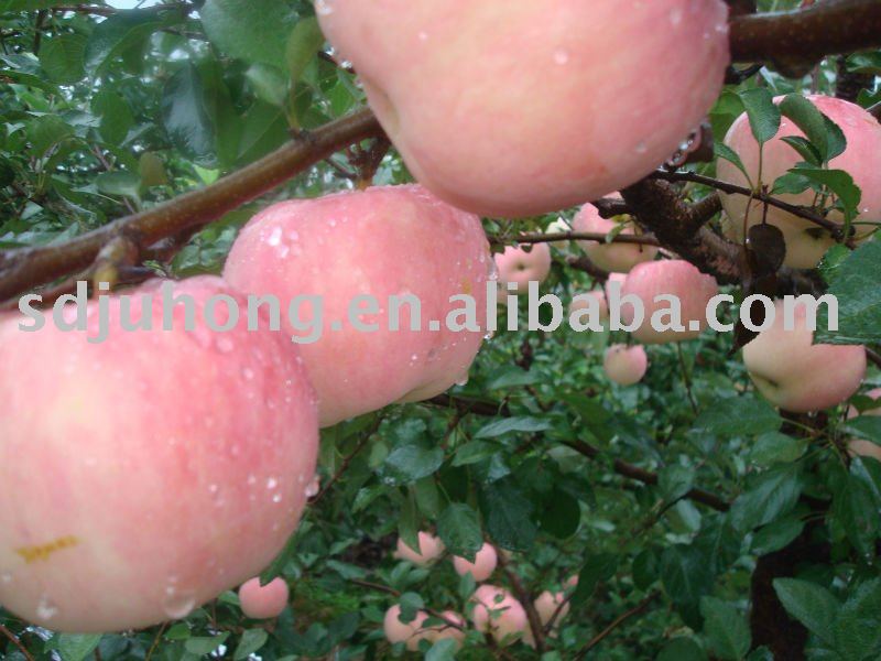 export fresh red delicious apple