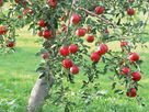 chinese fresh apple