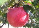 chinese  fresh apple