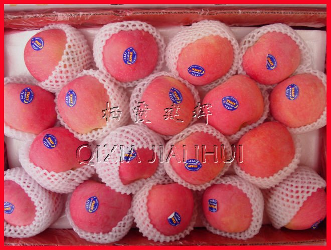 2010 NEW CROP FRESH RED FUJI APPLE OF BUSH AND STRIPE COLOUR