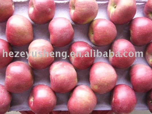 China red star apple chinese apple qixia apple