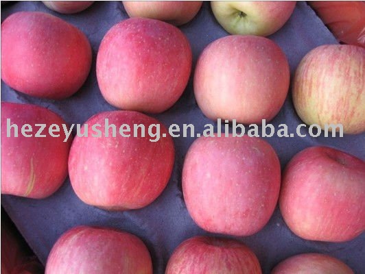 fresh red star apple china red apple