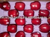 fresh red star apple shanxi apple