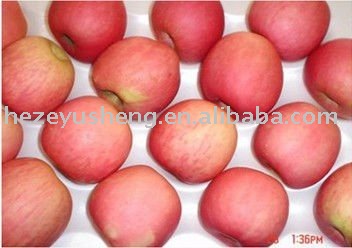  red   fresh   fuji   apple 