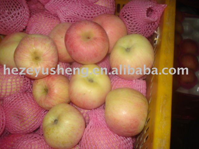 chinese fresh red fuji apple