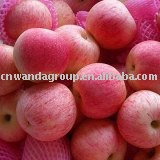  fresh   Yantai   apple 