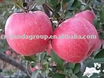 new Avrial Chinese Yantai fresh red Fuji apple 2011 sell