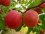  Chinese ---  fresh  --- apple 
