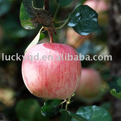 fuji red apple