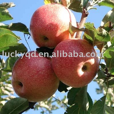 fresh fuji apple