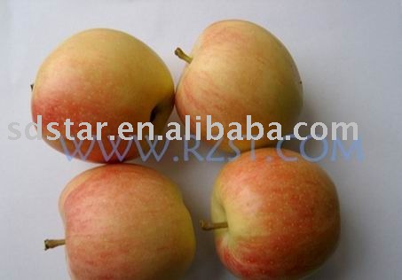 sell chinese apple(gala apple)