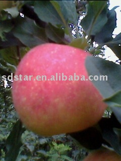 sell chinese fresh apple (USA NO.8 apple),