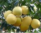 citrus fruit   honey pomelo