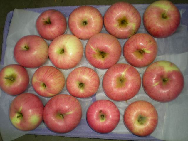 Fuji apples