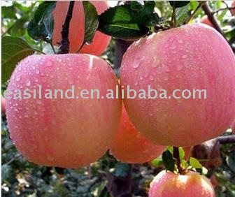 FUJI  APPLE   VARIETIES  item NO.08