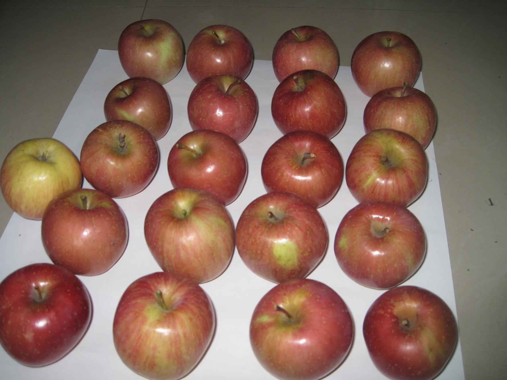 plastic bagged fuji apple,fresh apple fruit,good fresh apple fruit,delicious apple fruit