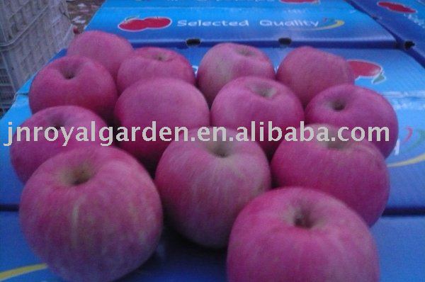 fresh Fuji apple