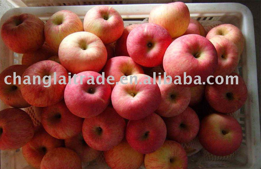 Fresh Red Delicious Apple/ Fuji Apple