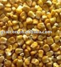 Dry Dehydrated Sweet Corn