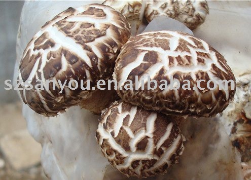 White Flower Dried Mushroom