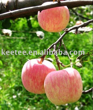 Chinese fresh red fuji apples healthy fruit sweet taste