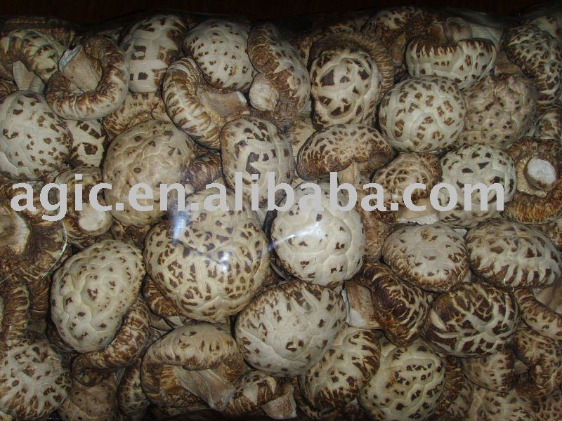 Dried Whole Champignon