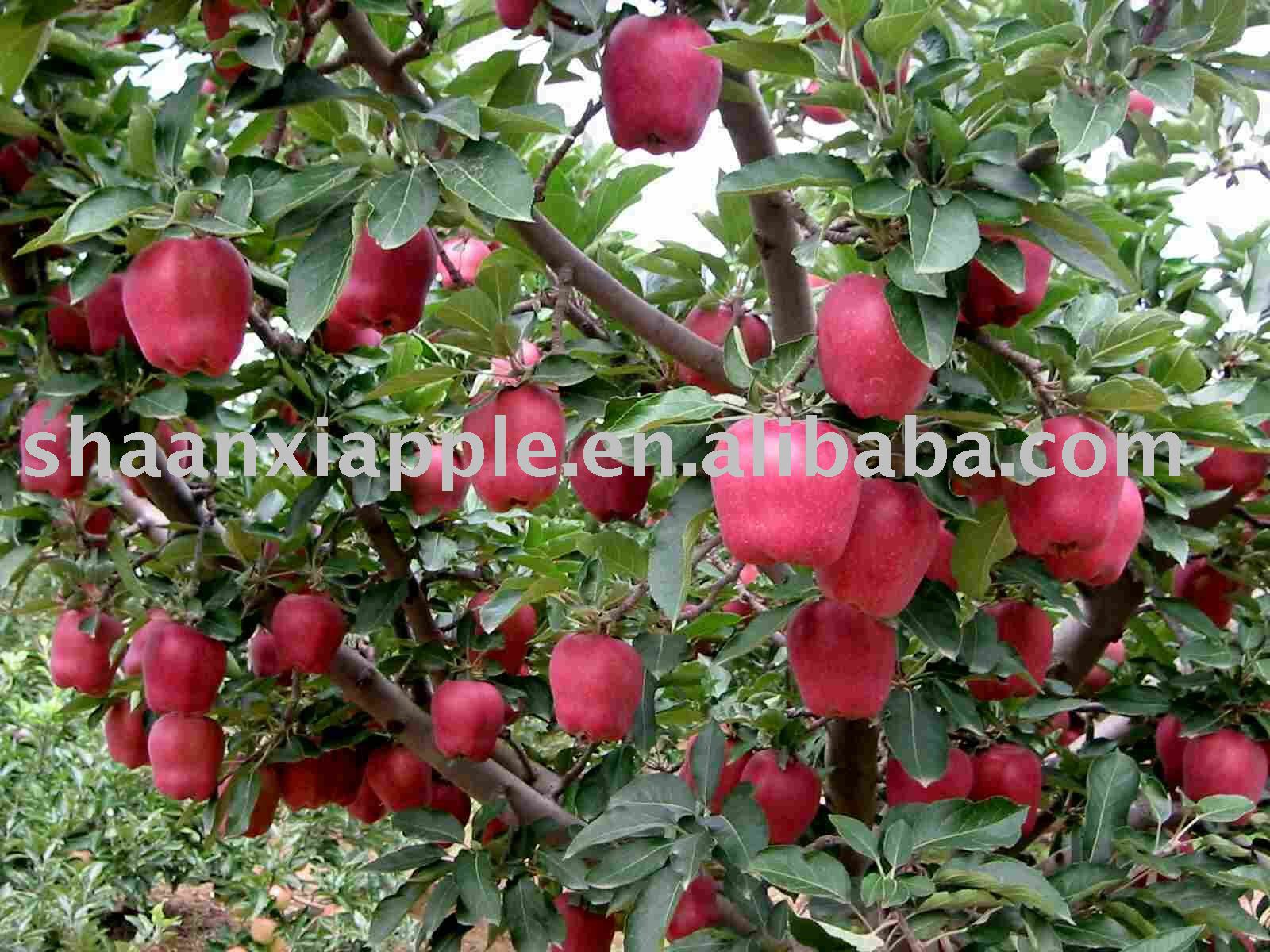 red huaniu apple