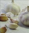 dehydrated  garlic  power,fresh  garlic ,  allicin ,