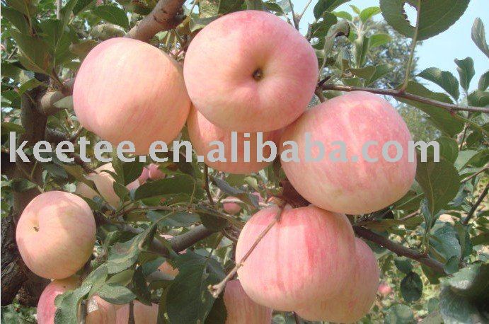 top yantai fresh sweet juicy crispy delicious red fuji apples