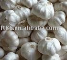  quick -freeze garlic sprout, garlic piece, garlic powder, dehydrated garlic