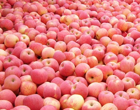 RED YANTAI FUJI APPLE