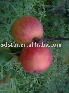 sell fresh chinese apple (USA NO.8 apple)