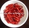 Hebei small CHILLI