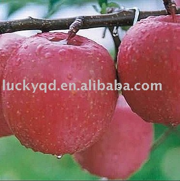 red fuji crystal apple 88 size