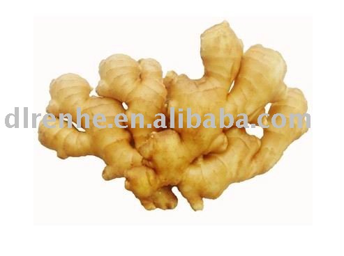 fresh ginger of Shandong