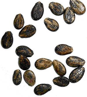 watermelon seeds snacks