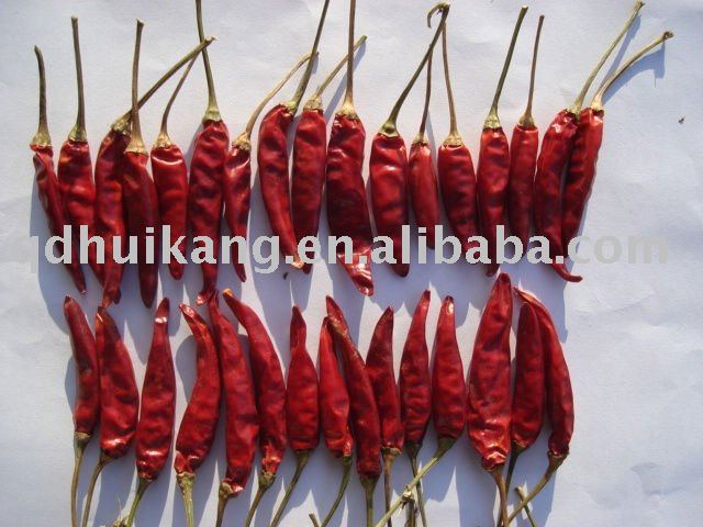 hot chilli