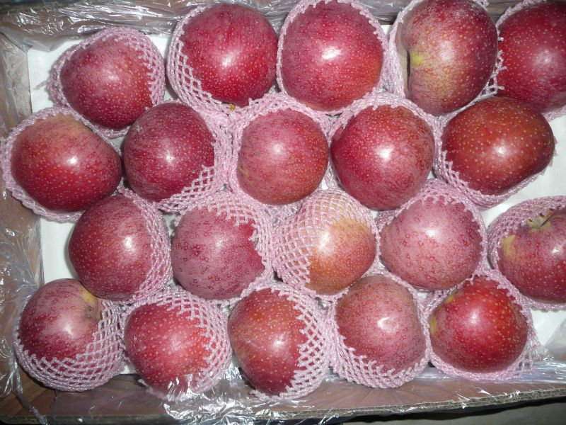 redqinguan apple