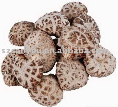 High Quality White Flower Dried Mushroom