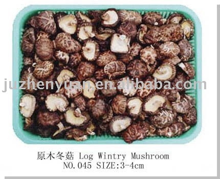 Log  Shiitake 