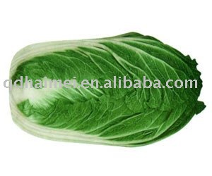 chinese vegetables  organic   cabbage 